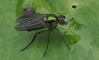 Dolichopodidae indet.